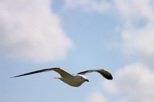 seagull fly flight