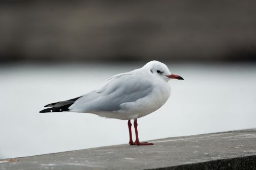 seagull bird feathers