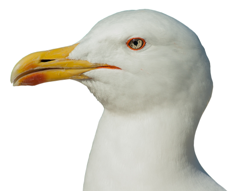 seagull head bill