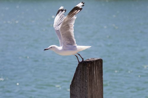 seagull gull sea