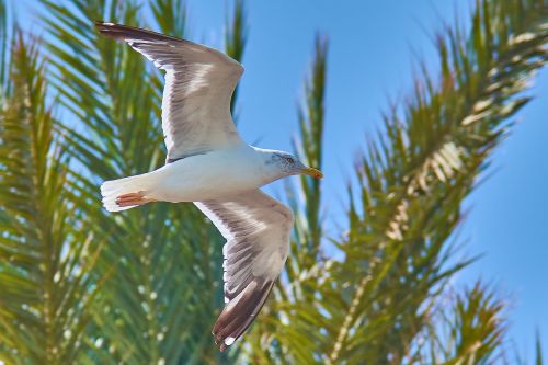 seagull palm beach