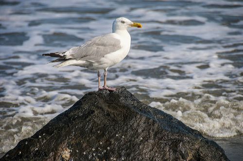 seagull bird ocean