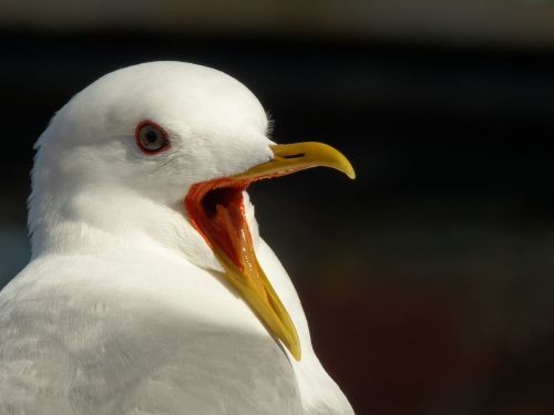 seagull lofoten norway