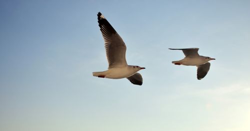 seagull sky flying