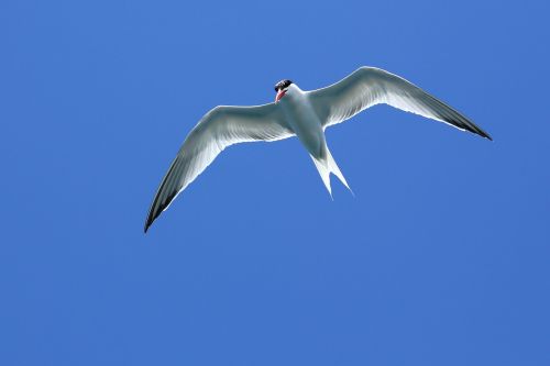 seagull seagull in flight flying seagull