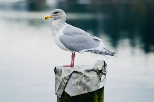 seagull bird water