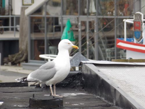 seagull bird port