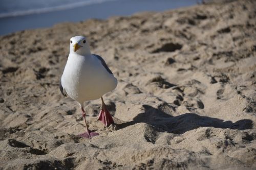 seagull sand beach