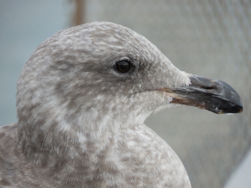 seagull gull head