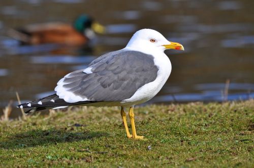seagull gull bird