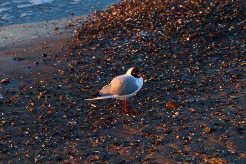 seagull bird waters