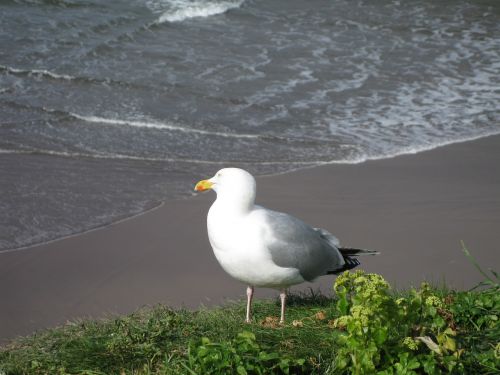seagull beach bird