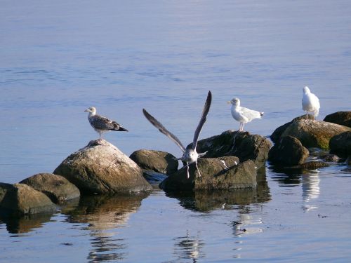 seagull bird sea