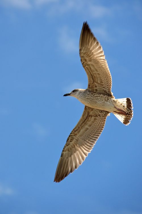 seagull bird sea bird