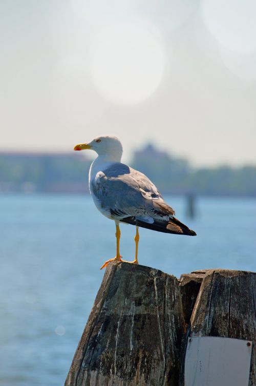 seagull bird sea bird