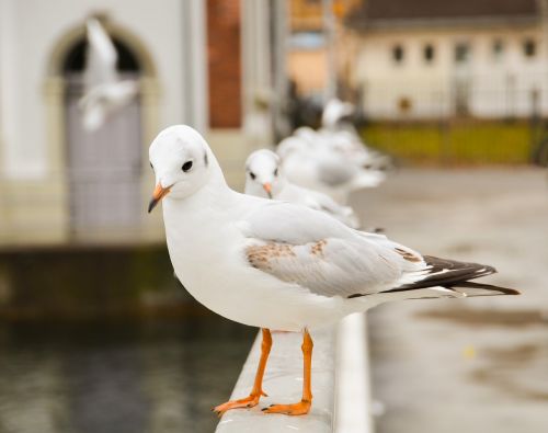 seagull seagulls char bird