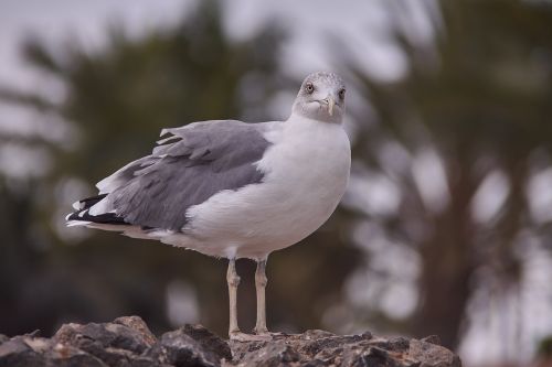 seagull bird animal world