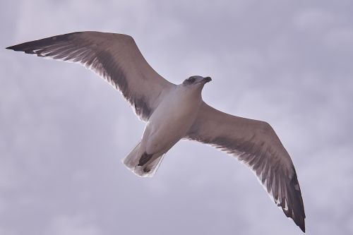 seagull bird animal world