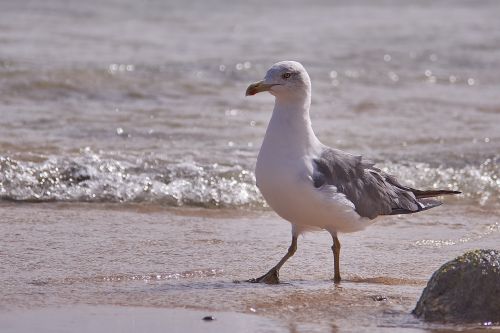 seagull bird sea