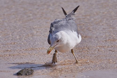 seagull bird sea