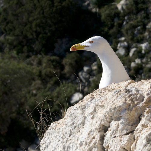 seagull  gull  calpe