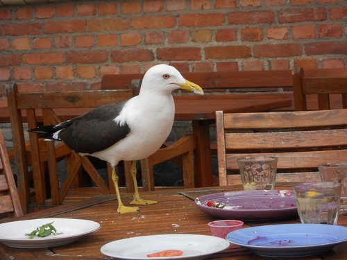 seagull  animal  live