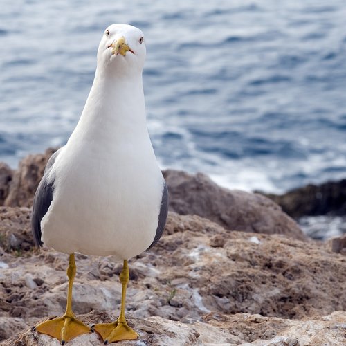 seagull  look  stare