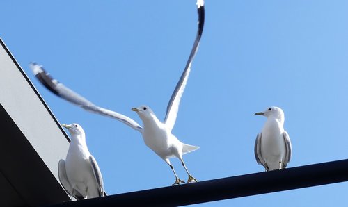 seagull  bird  animal world