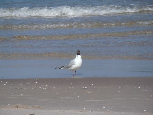 seagull beach wave