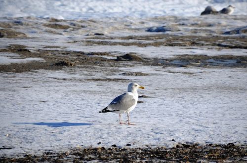 seagull baltic sea winter