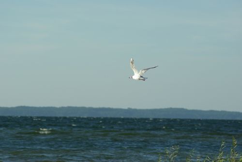 seagull bird sky