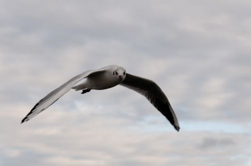 seagull bird flight