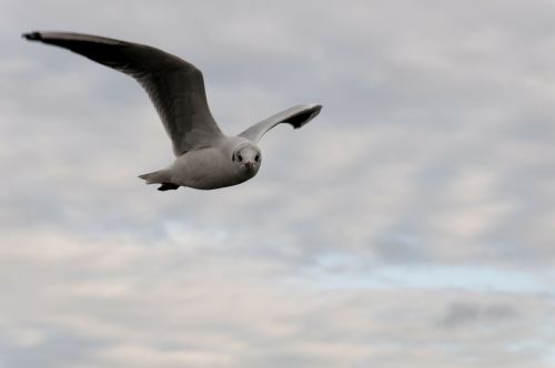 seagull bird flight