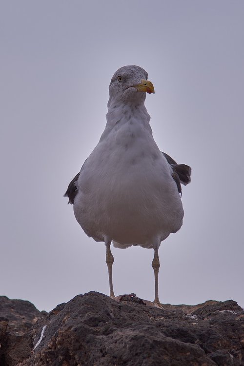 seagull  bird  animal world