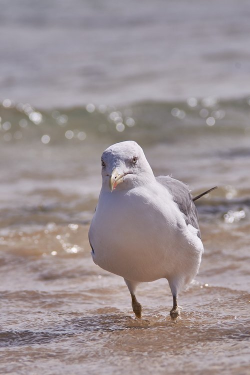 seagull  sea  beach