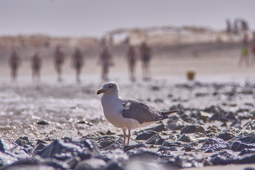 seagull  sea  beach