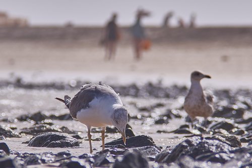 seagull  sea  beach