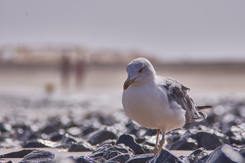 seagull  sea  beach