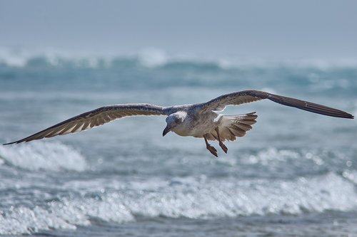 seagull  flying  sea