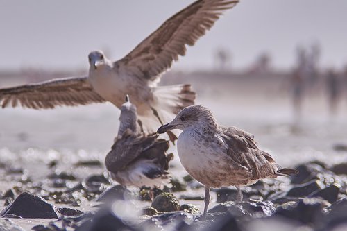 seagull  flying  sea