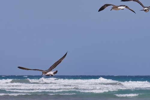 seagull  flying  sea