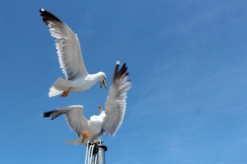 seagull  seagulls  fly