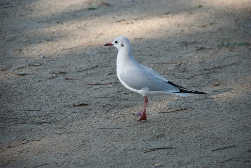 seagull  sand  beach