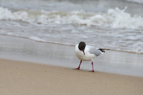 seagull  the seagulls  sea