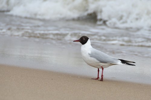 seagull  the seagulls  sea