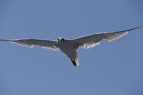 seagull  blue  sky