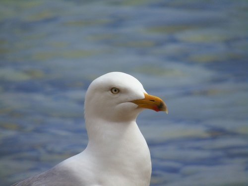 seagull  bird  gull