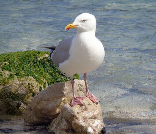 seagull  bird  gull
