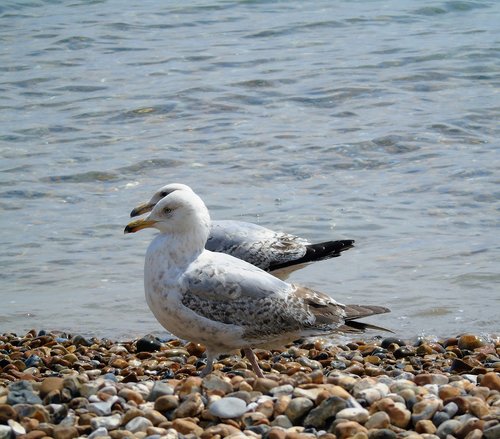 seagull  gull  white