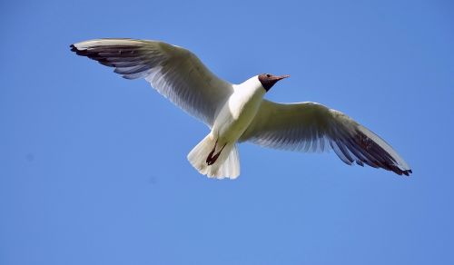 seagull sea gull